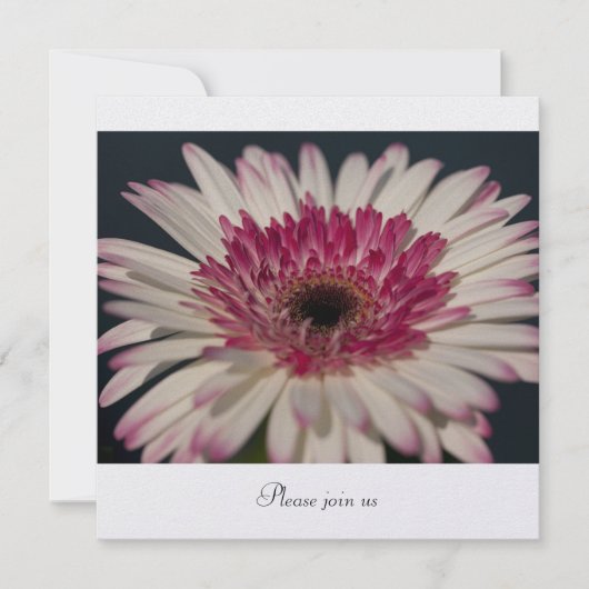 Gerbera Kaart (Voorkant)
