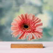 Gerbera Madelief Acryl Bord (Neutraal)