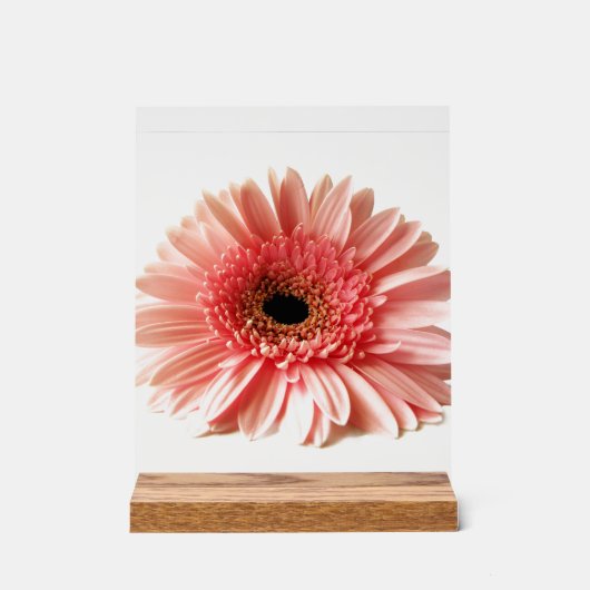 Gerbera Madelief Acryl Bord (Voorkant)