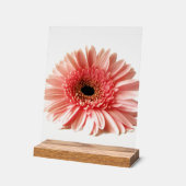 Gerbera Madelief Acryl Bord (Hoek)