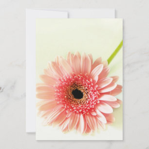 Gerbera Madeliefje Bedankkaart