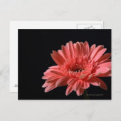 Gerbera madeliefje op zwarte achtergrond 3 briefkaart (Voorkant / Achterkant)