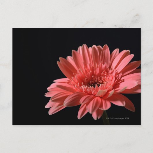 Gerbera madeliefje op zwarte achtergrond 3 briefkaart (Voorkant)