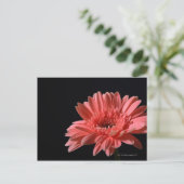 Gerbera madeliefje op zwarte achtergrond 3 briefkaart (Staand voorkant)