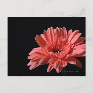 Gerbera madeliefje op zwarte achtergrond 3 briefkaart