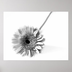 Gerbera Madeliefje Poster