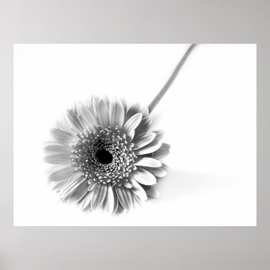 Gerbera Madeliefje Poster (Voorkant)
