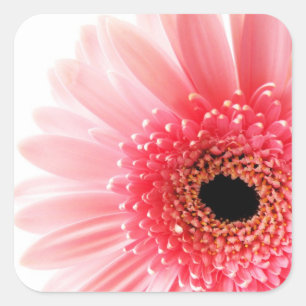 Gerbera Madeliefje Vierkante Sticker