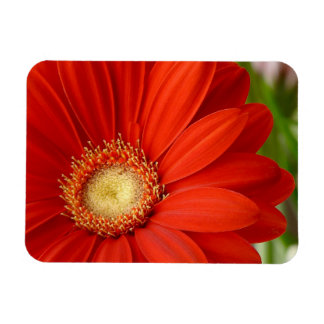 Gerbera Magneet