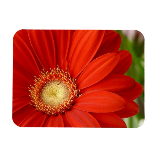 Gerbera Magneet (Horizontaal)