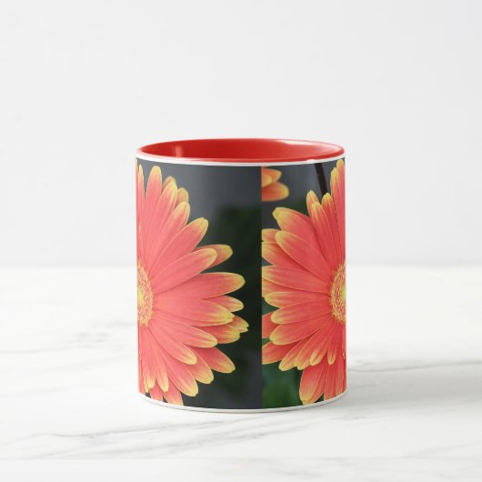 Gerbera Mok (Midden)
