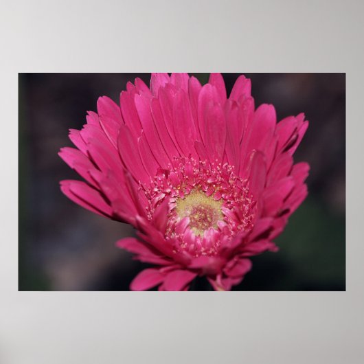 Gerbera op canvas afdrukken laten bloeien poster (Voorkant)