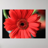 Gerbera Poster (Voorkant)