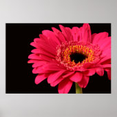 Gerbera print (Voorkant)
