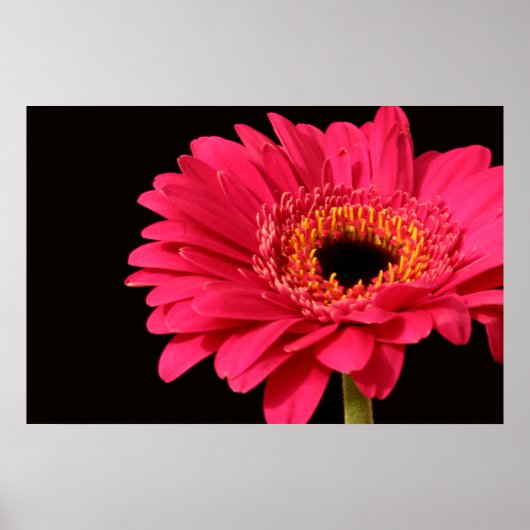 Gerbera print (Voorkant)
