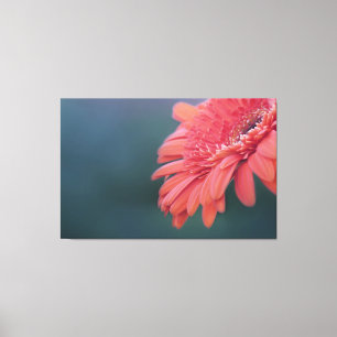 Gerbera rode bloem canvas afdruk