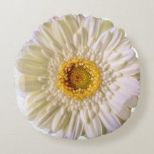 Gerbera White