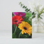 Gerberas briefkaart (Staand voorkant)