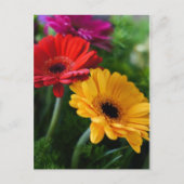 Gerberas briefkaart (Voorkant)