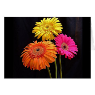 GERBERAS GALORE 2