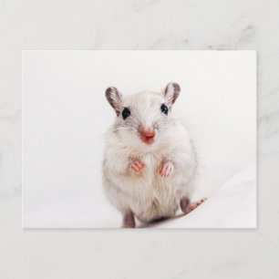 Gerbil Baby Animal Cute Pet Gerbils Sjabloon Briefkaart