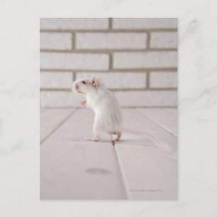 Gerbil staande briefkaart