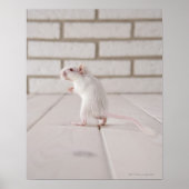 Gerbil staande poster (Voorkant)