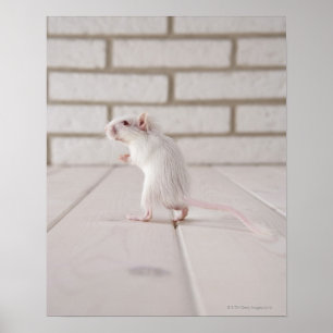 Gerbil staande poster