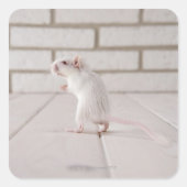Gerbil staande vierkante sticker (Voorkant)