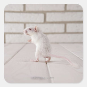 Gerbil staande vierkante sticker
