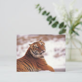 Gerecentraliseerde tijger briefkaart (Staand voorkant)