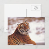 Gerecentraliseerde tijger briefkaart (Voorkant / Achterkant)