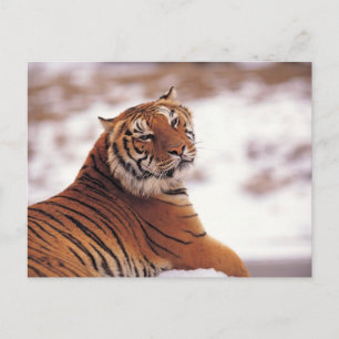 Gerecentraliseerde tijger briefkaart