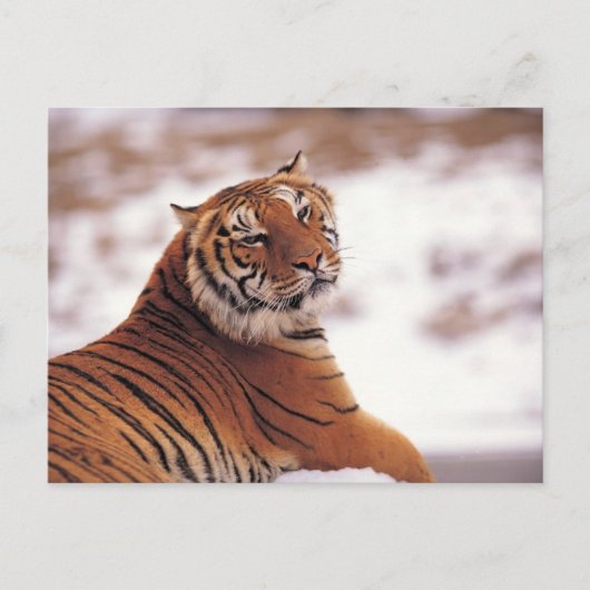 Gerecentraliseerde tijger briefkaart (Voorkant)