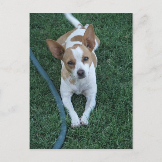 gered briefkaart (Voorkant)