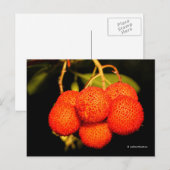 gerijpt Unedo Arbutus aardbeiboomvruchten Briefkaart (Voorkant / Achterkant)