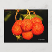 gerijpt Unedo Arbutus aardbeiboomvruchten Briefkaart (Voorkant)