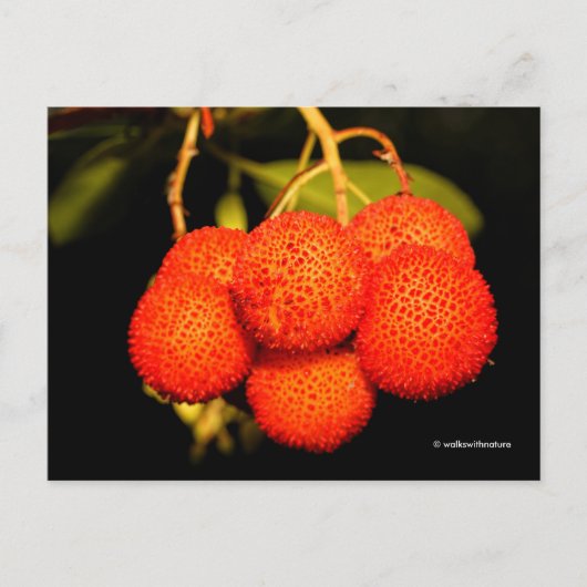 gerijpt Unedo Arbutus aardbeiboomvruchten Briefkaart (Voorkant)