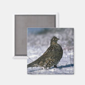 Gerimpelde korhoen die op besneeuwde grond staan magneet (Voorkant / Achterkant)