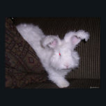 GERMAN ANGORA RABBIT POSTER<br><div class="desc">REW German angora rabbit</div>