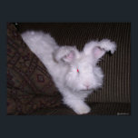 GERMAN ANGORA RABBIT POSTER<br><div class="desc">REW German angora rabbit</div>