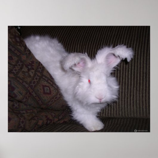 GERMAN ANGORA RABBIT POSTER (Voorkant)