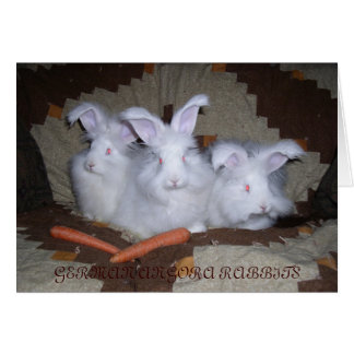 GERMAN ANGORA RABBITS