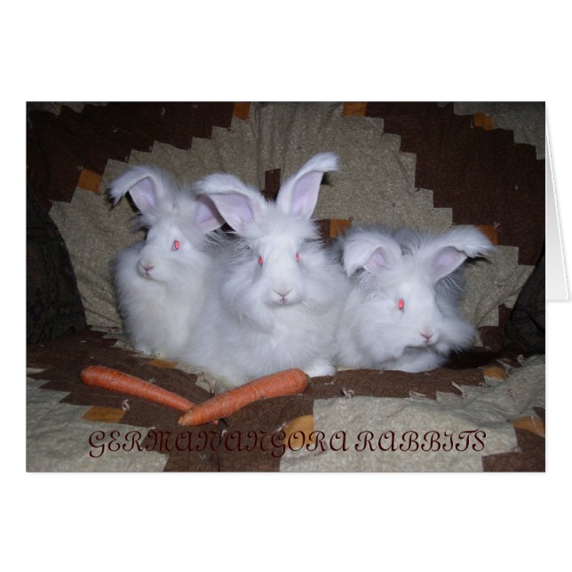 GERMAN ANGORA RABBITS (Voorkant Horizontaal)