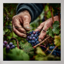 German Harvest - Close-up van de handen van de dru