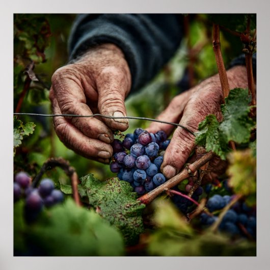 German Harvest - Close-up van de handen van de dru Poster (Voorkant)