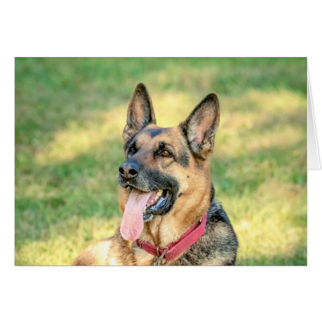 German Shepard (Voorkant Horizontaal)