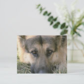German Shepard Briefkaart (Staand voorkant)