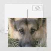 German Shepard Briefkaart (Voorkant / Achterkant)