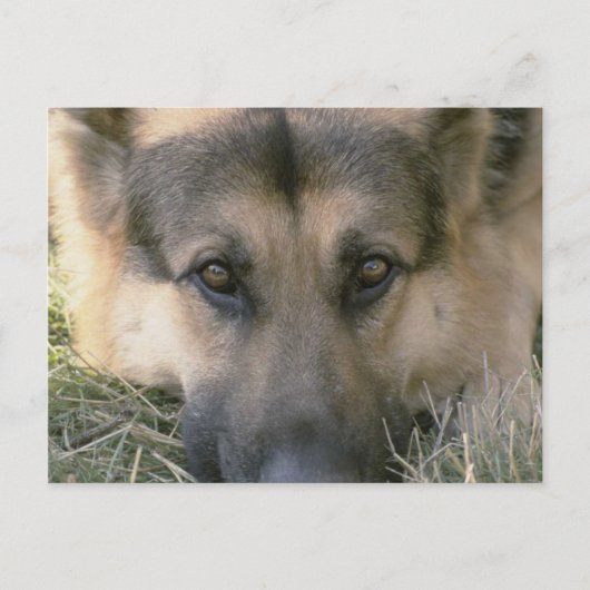 German Shepard Briefkaart (Voorkant)